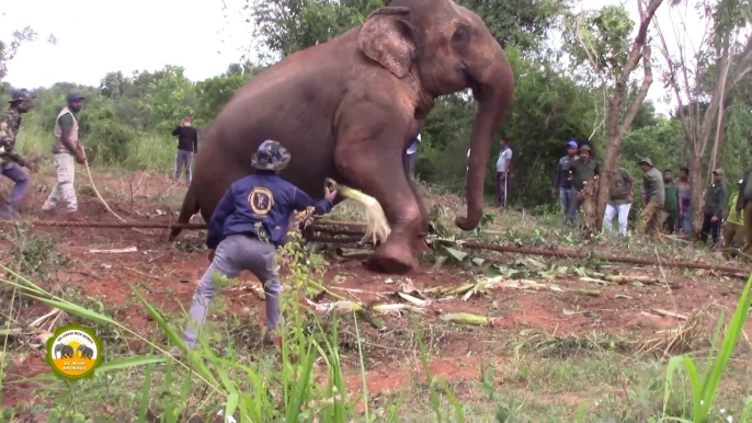 Massive elephant captured from Tissamaharama !