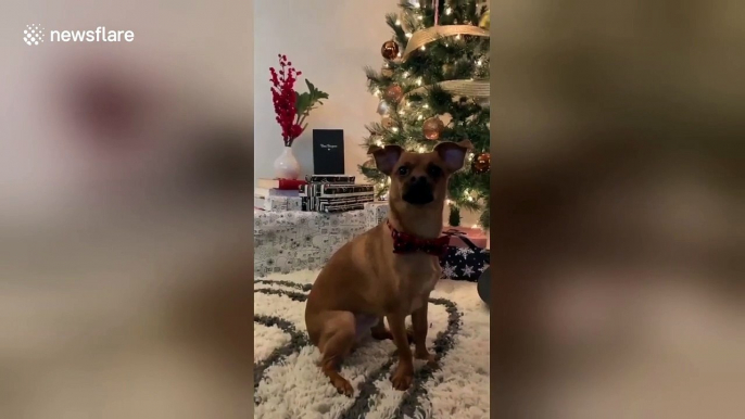 All I want for Christmas is AWOOOOO! Dog absolutely nails amazing duet with Mariah