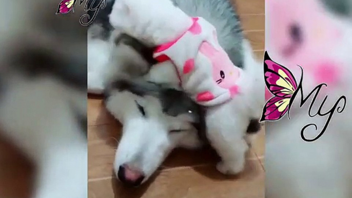 Cute Dogs and Cats Doing Funny Things 2018  Cutest and Funniest Dogs Videos Compilation 2018 ♥ #9