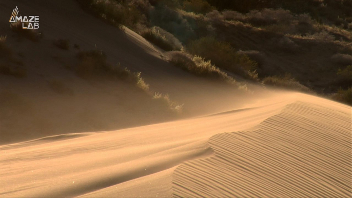 These Desert Life Forms Are Inspiring a New Way to Pull Water from the Air