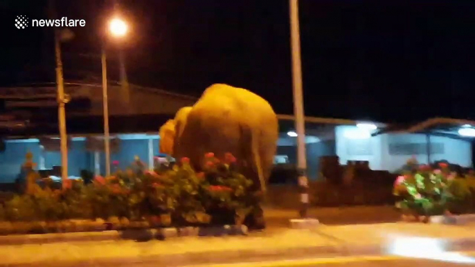 Hormone-crazed wild elephant sparks panic after stomping along motorway