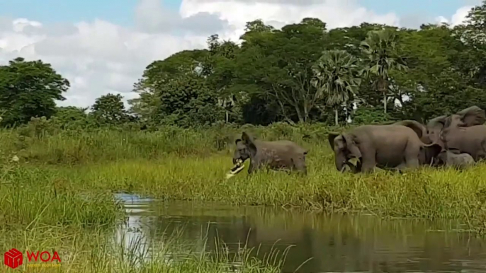 Amazing Elephant Save Baby Elephant From Crocodile Hunting - Animals Hunting Fail