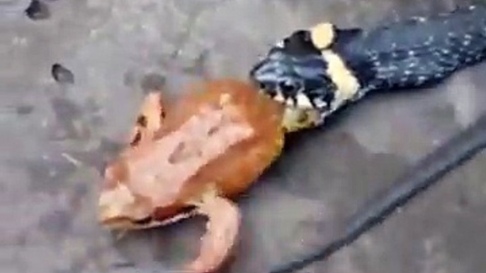 Ce serpent avale une grenouille vivante en 2 minutes !