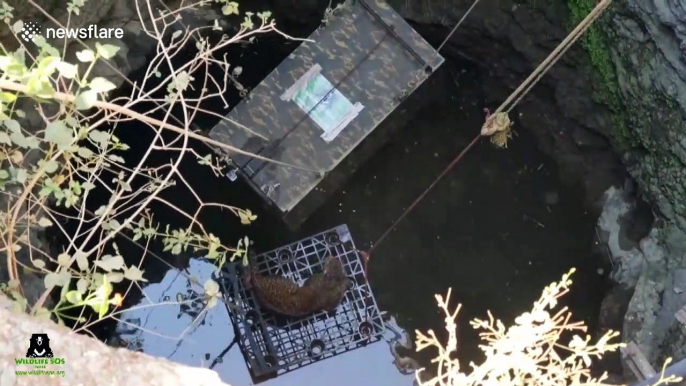 Wildlife SOS team rescue leopard trapped in 50-feet-deep well in India