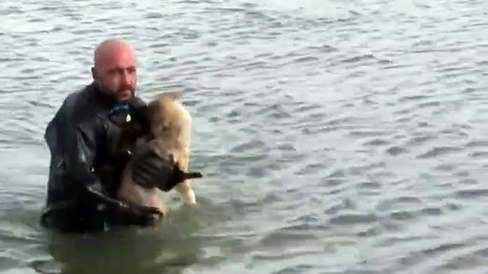 Puppy rescued from frozen lake in Turkey after getting stuck in ice