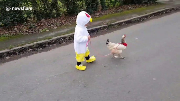 Little girl in chicken suit walks her chicken