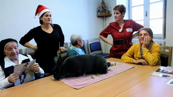 Des animaux pour soigner les malades d’Alzheimer