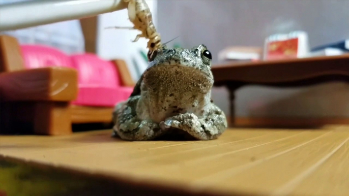 Frog's reaction to tasting bugs is simply hilarious