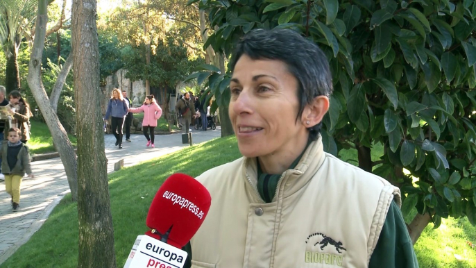 Los Reyes Magos entregan regalos a los animales del Bioparc