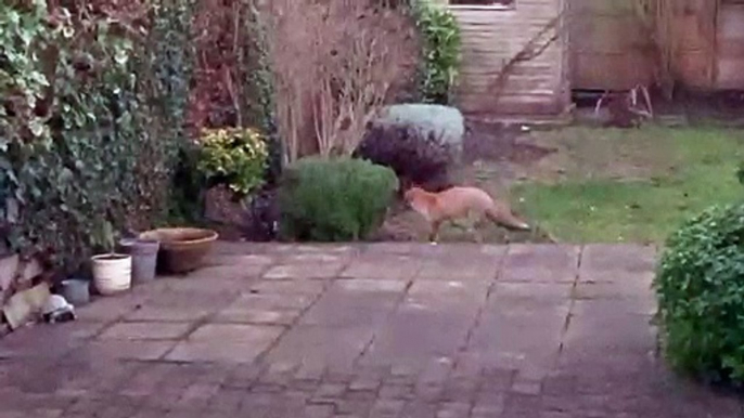 Un chat et un renard jouent à cache-cache dans un jardin... Adorable