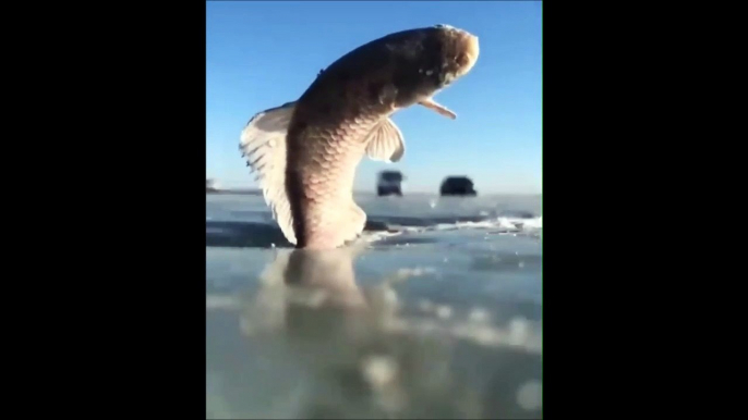 Ce poisson a gelé instantanément en sautant hors de l'eau