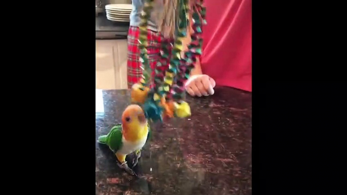 Funny Parrots and Cute Birds Compilation #51