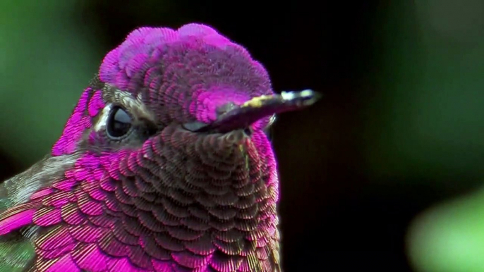 Hummingbird shows off bright color change illusion