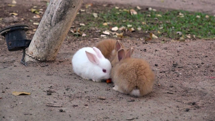Cheeky duck comes in and swoops carrot from adorable bunnies