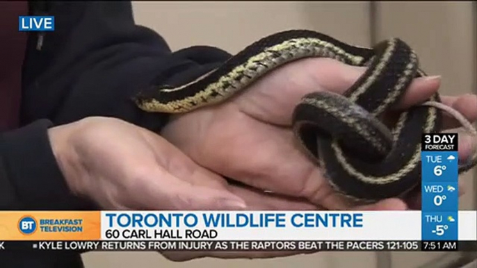 Stella LIVE at Toronto Wildlife Centre (2 of 4)