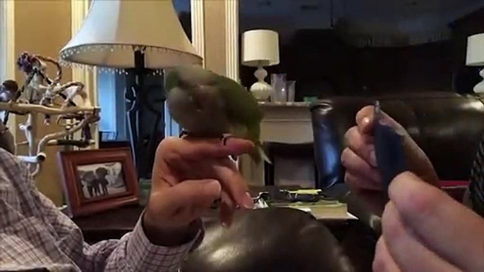 Funny Parrots and Cute Birds Compilation #108