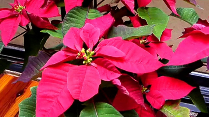 Poinsettias After Christmas