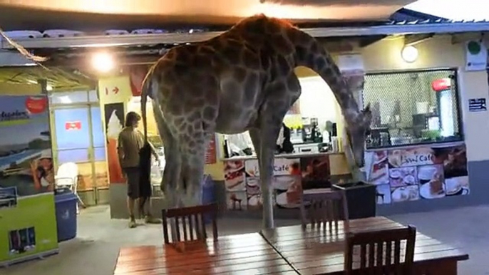Giraffe casually walks through South African restaurant