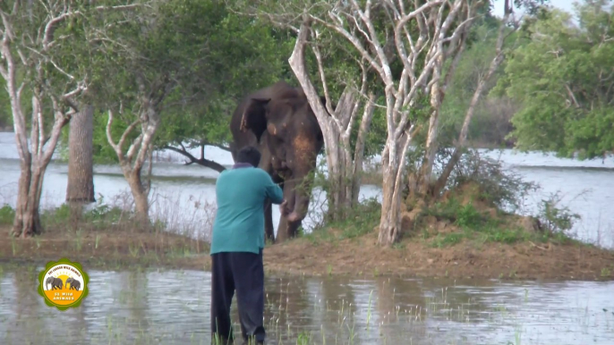 The wounded elephant treated by wildlife officers.