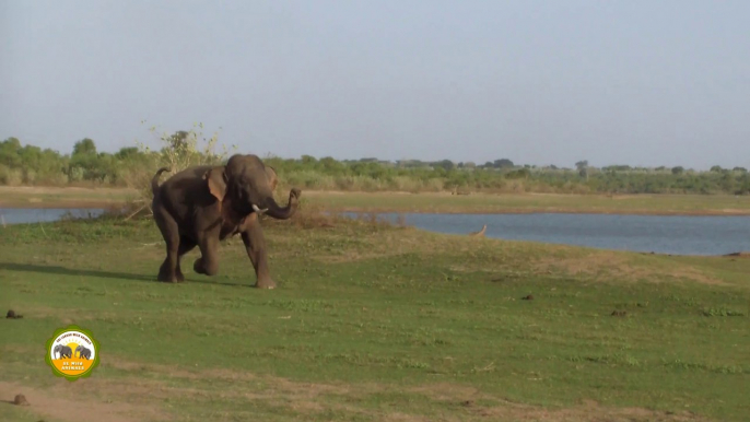 This tusker with gun shot injuries !