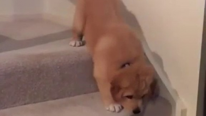 Trop mignon, ce bébé chiot a peur de descendre les escaliers !