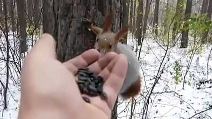 Il attire les animaux sauvages qui n'ont pas peur de lui