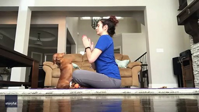 Finding Her Zen: Cute Dachshund Strikes a "Dog-a" Pose