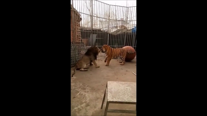 Un lion et un tigre "jouent" ensemble