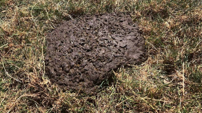 Dung Beetles Break Down Manure