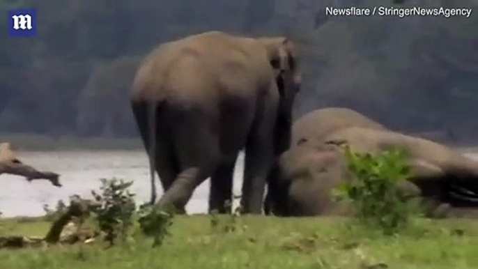 Manada de elefantes que le da el último adiós a su líder fallecido