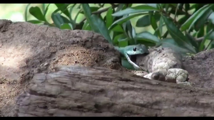 Amazing Snake Catching other few Animal balance Our Eco system, Just Amazing.