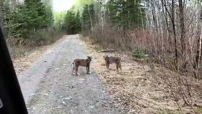 Quand 2 lynx se lancent dans une grosse discussion dans les forets de l'Ontario