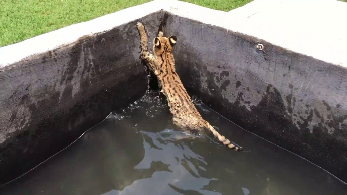 Lions, tigres, guépards... L'heure du bain pour ces bébés félins