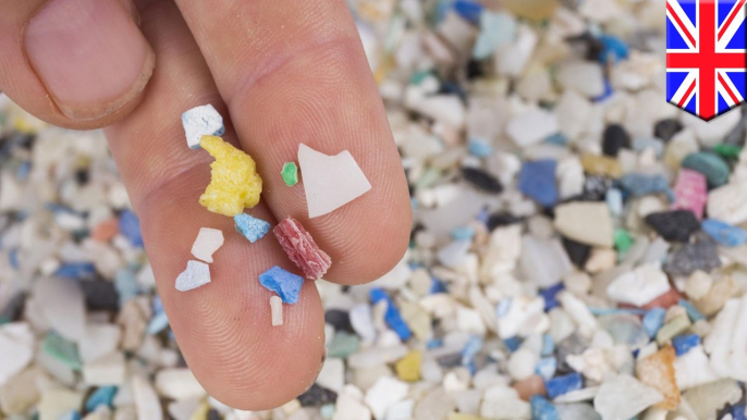 Microplastics found in every marine animal in UK study