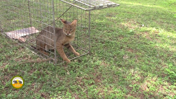 Release of a Jungle cat !