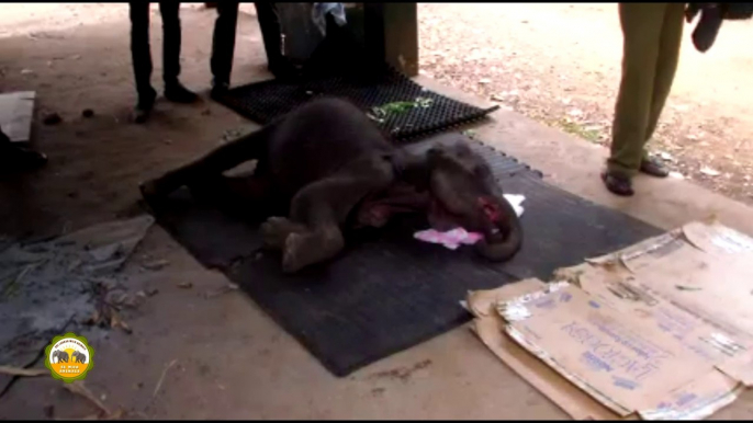 A sick baby elephant treated by wildlife officers !