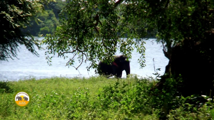 Massive wild elephant !