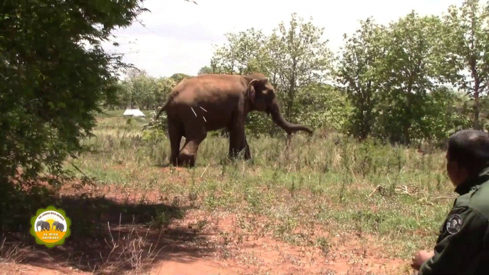 The wounded elephant treated by wildlife officers !