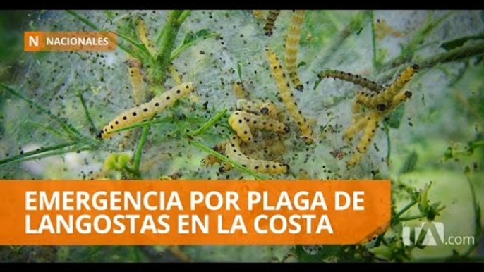 Plaga amenaza cultivos en cuatro provincias - Teleamazonas