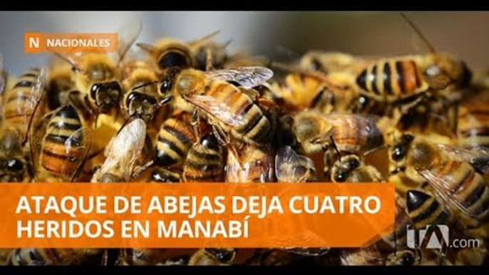 Cuatro recolectores de cangrejo heridos, heridos tras ataques de abejas - Teleamazonas