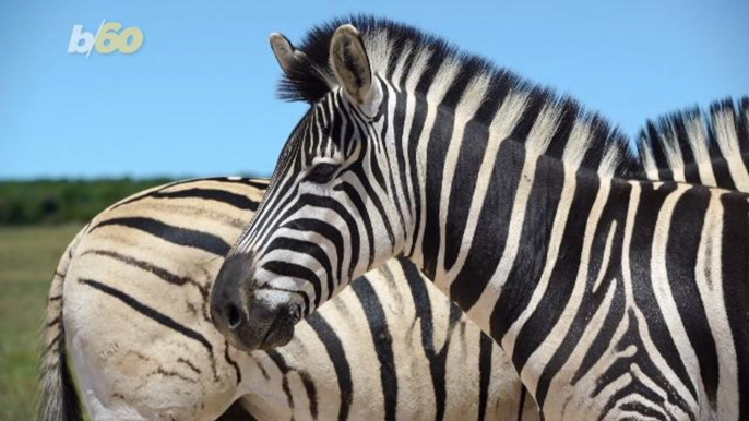 Why Do Zebras Have Stripes? Scientists Dressed Up Horses Likes Zebras to Find Out