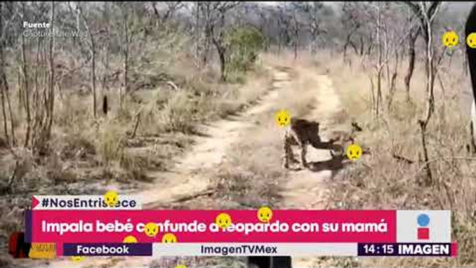 Bebé antílope confunde a un leopardo con su madre y ¡es devorado!  | Noticas con Yuriria Sierra