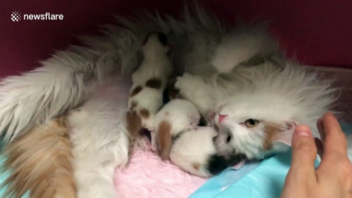 Maternal cat takes great care of her three little kittens