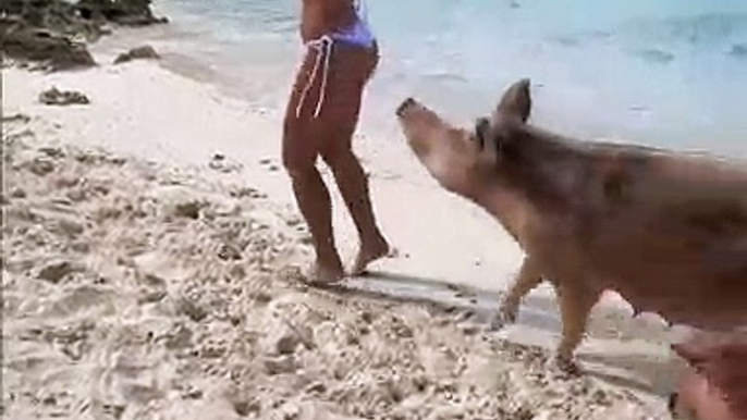 Une modèle Instagram est mordue aux fesses par un cochon aux Bahamas