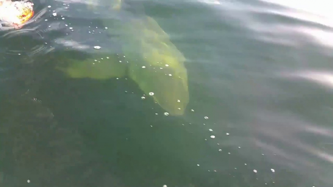 Ces pecheurs s'amusent à attirer un grand requin blanc avec du poisson - Jacksonville, FL