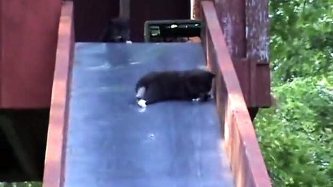 Bébés chatons sur un toboggan ? Vidéo la plus mignonne du jour...