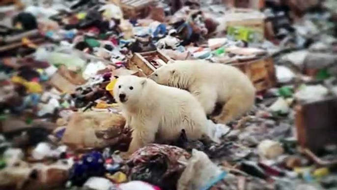 Invasion d’ours polaires en Russie : "Une ingérence humaine dans un territoire qui devrait être dédié aux ours", selon un chercheur