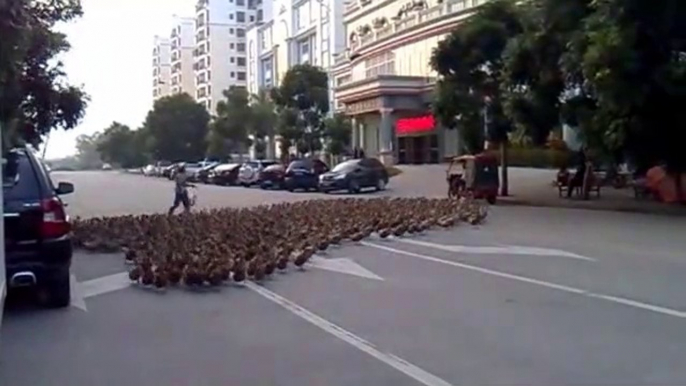 Des centaines de canards en pleine ville traversent la route