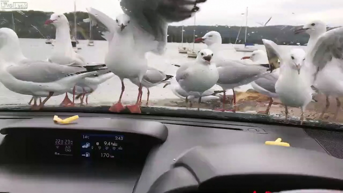 Comment rendre folles des mouettes... Tellement drôle