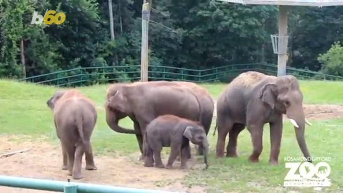 Fluffy Newborn Baby Elephant Smiles and Plays After Successful Birth